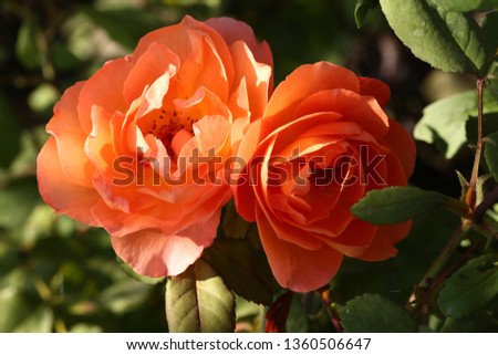 Tender garden rose blooms