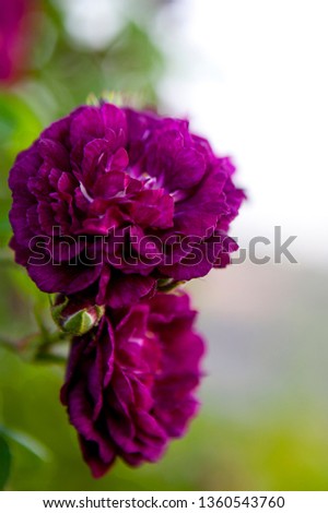 Large purple flower. Macro photography of colors.