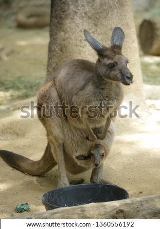 Mother Kangaroo and her Joey in her pocket