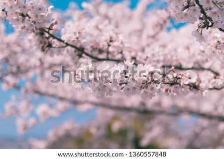Stem of cherry blossom.