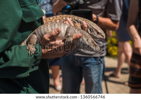 Iguanas in the hands of the zoo