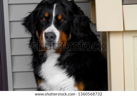 Bernese Mountain Dog sitting on a porch.