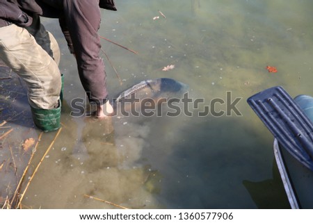 A very large carp caught on carp competitions.