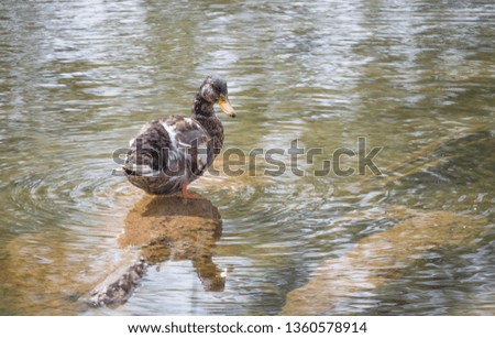 duck standing in a puddle of water