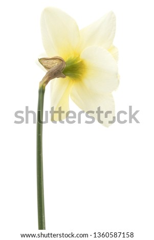 Flower of white Daffodil (narcissus), isolated on white background