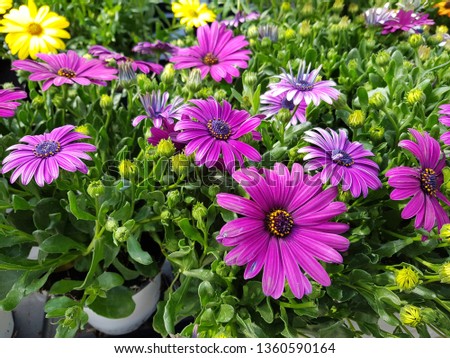 daisy flower or dimorfoteca flower
