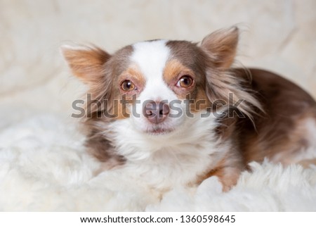 Long hair chihuahua dog resting and posing in a white furry carpet at home.