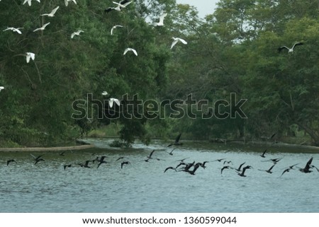 group of Cockerel ,cormorants and egrets flying on a lake