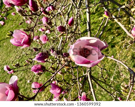 Magnolia Bloom season