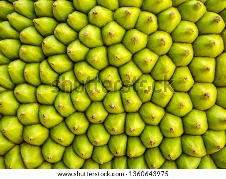 Jackfruit close up shell jackfruit, texture of jackfruit peel background