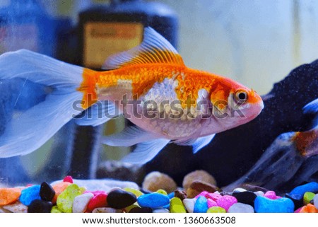 Beautiful golden fish inside the aquarium 
