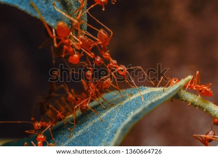 Red ant group in the garden during the daytime. Ants are gathering power to climb over leaves. They are walking patrols to find food and protect their nest.