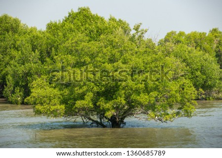 Avicennia marina, known as grey or white mangrove , Mangrove forest, view from the water at a low tide period. Royalty-Free Stock Photo #1360685789