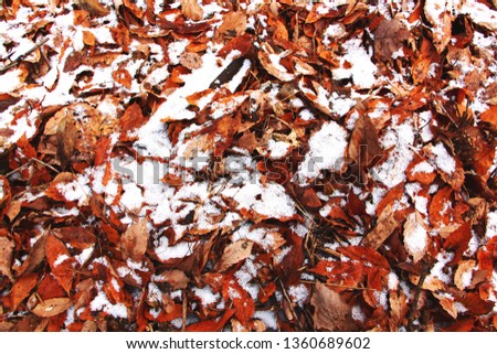 Snow on red leaves texture background