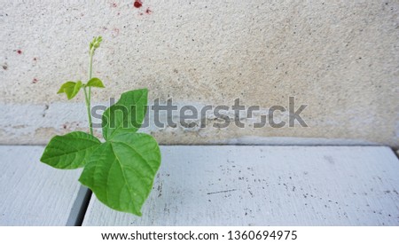 Close up of a small green plant grows through the old concrete wall and between the wooden platform.