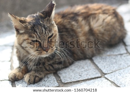 Close up of a lovely brown, black tabby cat is sitting on the floor, Onomichi, Japan, Asia, Soft Focus 