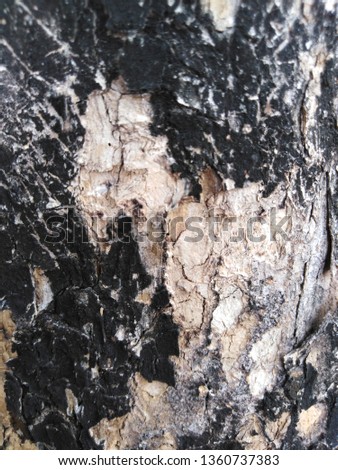
Bark of tree trunk