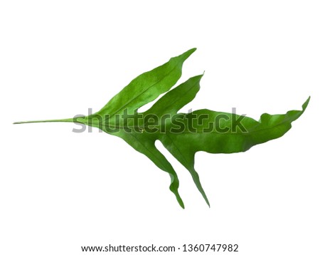 Green leaf texture. Green leaves isolated on white background. Plants with green leaves. Green leaf pattern background. ( Phlebodium aureum )