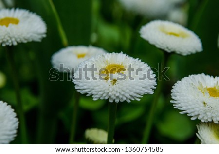 English daisy /Bellis perennis/. Shallow depth of field, selective focus, close up