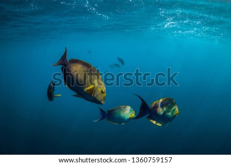 Underwater wild world with school of fish in blue ocean