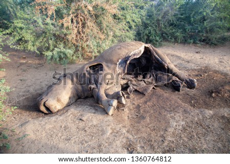 rhino killed for poaching horn in namibia africa