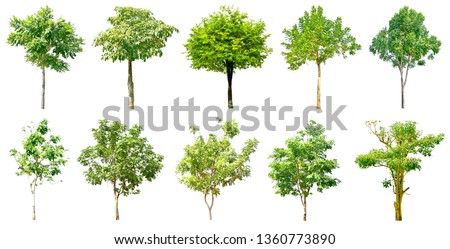 Collection Trees green leaf tree and yellow flowers. (Cassia fistula and Silver trumpet tree)
Isolated on white background (clipping path)
- total of 10