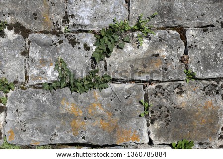 Grey and brown medieval style tile wall with beautiful fresh ivy plants growing on it. Beautiful background texture image with rustic vibes. Photographed in Southern Switzerland. Closeup color image.