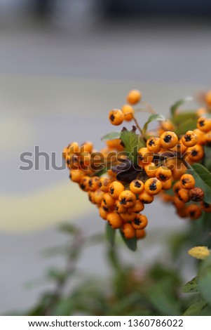 Orange berries hanging from a bush branch. The background includes beautiful green leaves and some asphalt. Closeup photo. Color image photographed in Nyon, Switzerland.