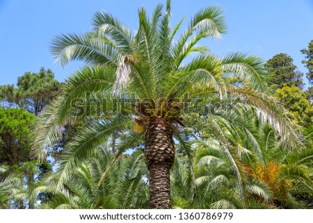 Palm trees in the park. Subtropical climate .