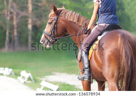  portrait of  a thoroughbred stallion Royalty-Free Stock Photo #136078934