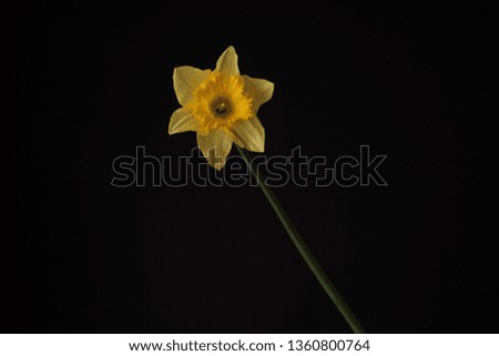 Single yellow narcissus against a black background. As a symbol of spring and rebirth. 