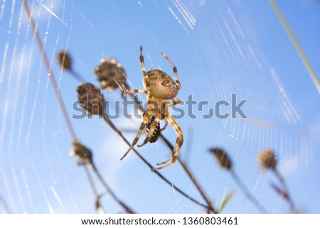 A spider web in nature background. spider caught a fly. spider web with spider and its prey