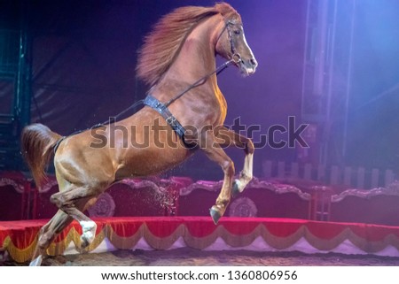 Rampant circus mustang horse during the show