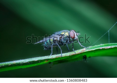 small garden housefly 