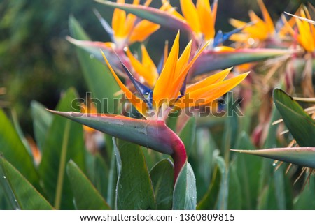 Strelitzia reginae flower Royalty-Free Stock Photo #1360809815