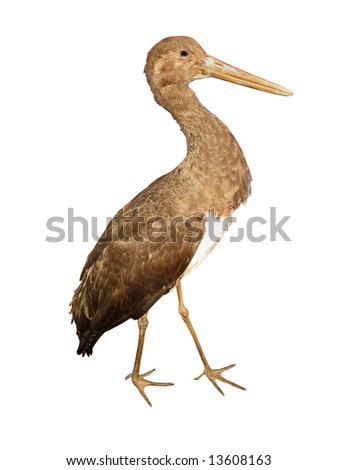 An stork walking isolated over white background