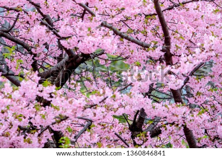 Selective focus,Beautiful pink cherry blossom (sakura) of spring season on nature blur background parks in Japan