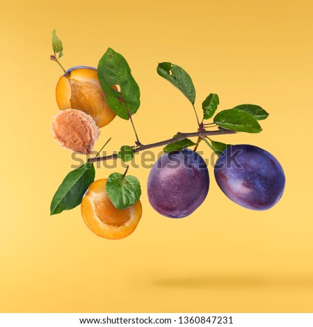 Flying in air fresh ripe whole and cut Plums with leavs isolated on pastel yellow background. High resolution image