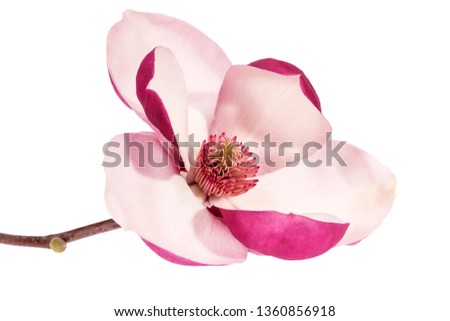 Single flower of pink magnolia isolated on white  background, close up