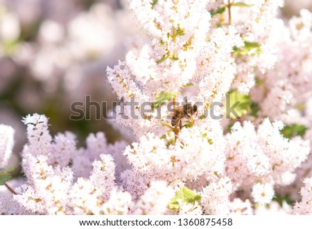 bee on white flowers of a tree in spring