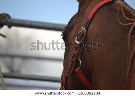 Melancholic look of a brown horse closed in an iron cage