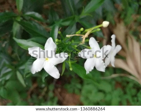 Sampaguita Jasmine national tree of Republic of the Philippines, White Sampaguita Jasmine or Arabian Jasmine flowers blossom with morning light.
