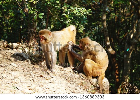 Rhesus Macaque (macaca mulatta) monkeys in Kam SHan Country Part, Hong Kong
