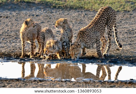 Cheetahs in the savannah