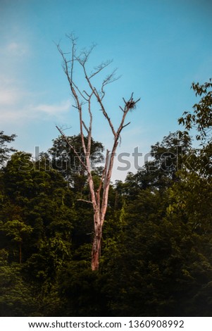 Eagle's nest on a dead tree among a bunch of trees in a forested area in Singapore