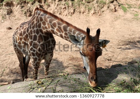 Giraffe feeding in open zoo, giraffe head close-up