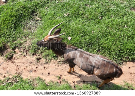 Antelope walking in open zoo