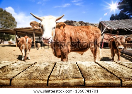 Wooden desk space and farm background with cows. 