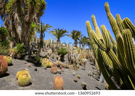 cactus plantation and summer time. 