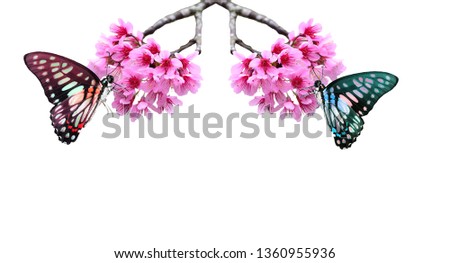 Beauty  butterfly with Cherry blossom , pink sakura flower  on white background